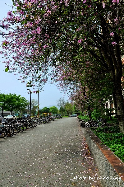 台北大學花季-5.JPG - 2016春暖花開