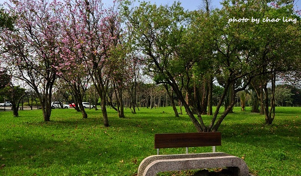 台北大學花季-31.JPG - 2016春暖花開