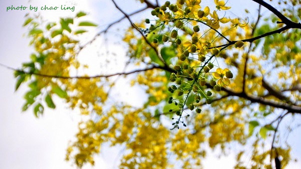 台北大學阿勃勒-28.JPG - 2016夏之豔陽