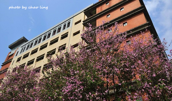 台北大學花季-1.JPG - 2016春暖花開