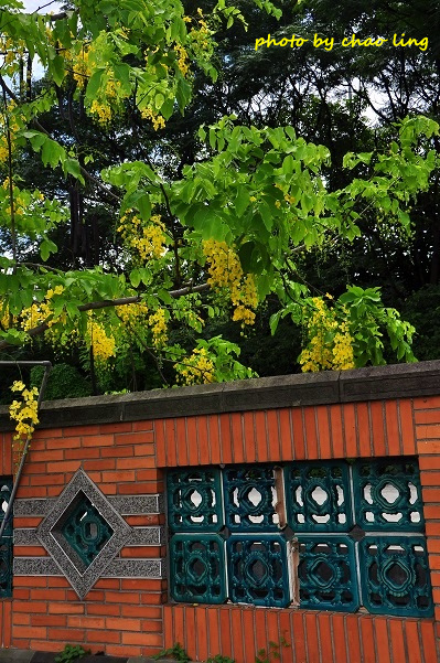 台北大學阿勃勒-37.JPG - 2016夏之豔陽