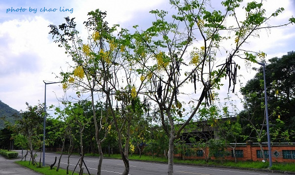 台北大學阿勃勒-4.JPG - 2016夏之豔陽