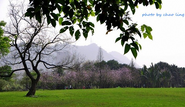 台北大學花季-21.JPG - 2016春暖花開