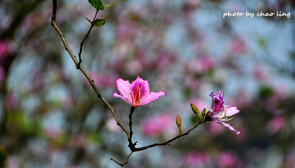 台北大學花季-36.JPG - 2016春暖花開
