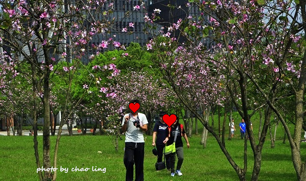 台北大學花季-33.JPG - 2016春暖花開