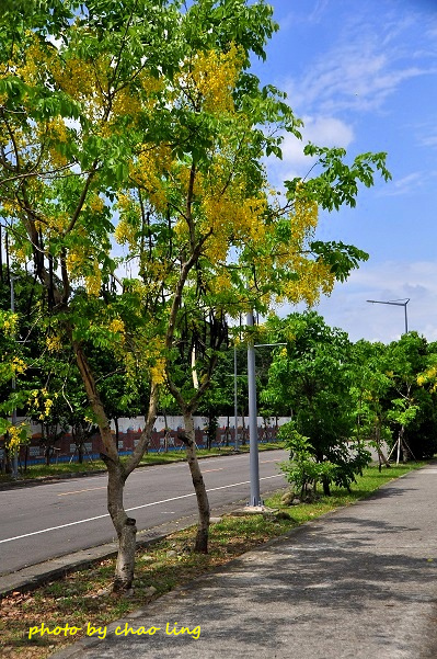 台北大學阿勃勒-22.JPG - 2016夏之豔陽