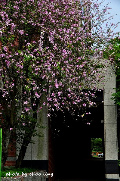 台北大學花季-6.JPG - 2016春暖花開