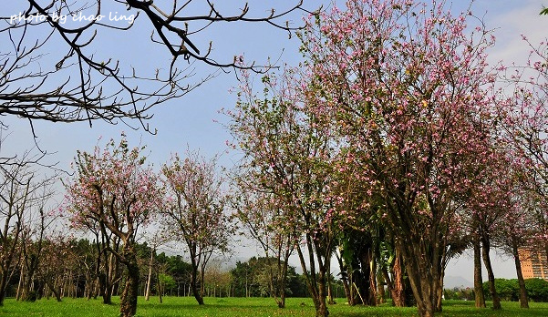 台北大學花季-32.JPG - 2016春暖花開