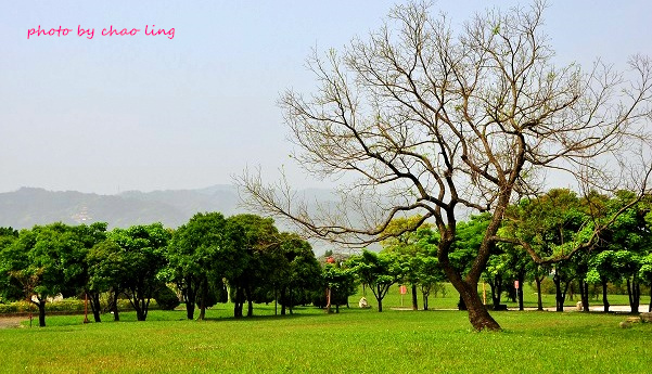 台北大學花季-12.JPG - 2016春暖花開