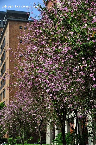 台北大學花季-4.JPG - 2016春暖花開