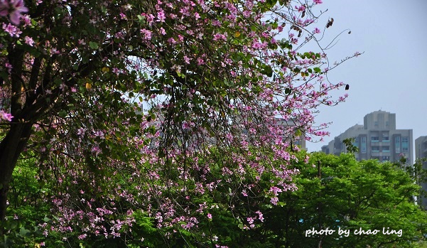 台北大學花季-8.JPG - 2016春暖花開