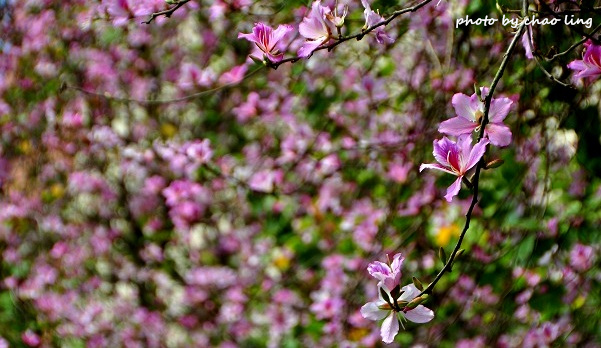 台北大學花季-10.JPG - 2016春暖花開