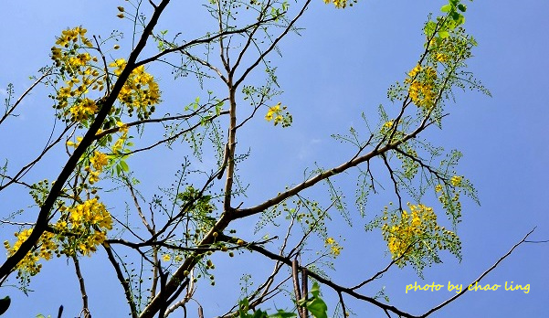 台北大學阿勃勒-5.JPG - 2016夏之豔陽