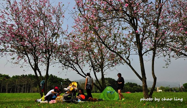 台北大學花季-35.JPG - 2016春暖花開