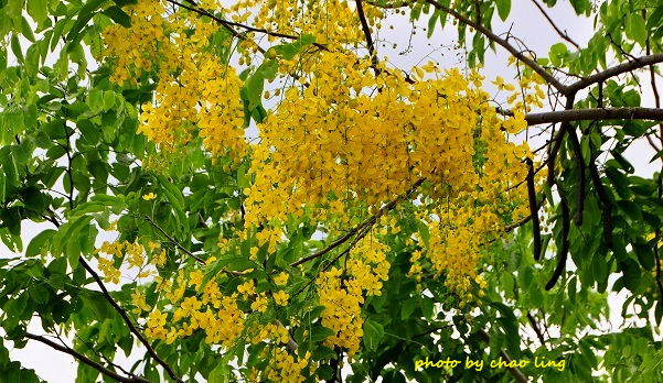 台北大學阿勃勒-29.JPG - 2016夏之豔陽