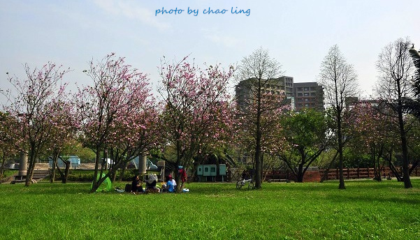台北大學花季-24.JPG - 2016春暖花開