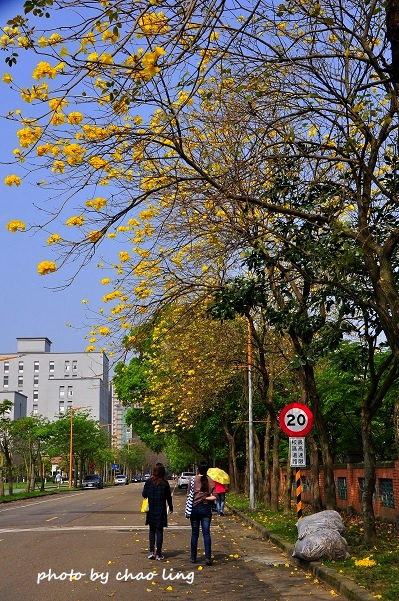 台北大學花季-43.JPG - 2016春暖花開