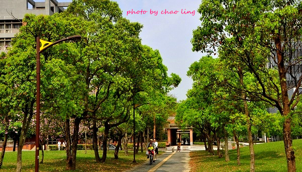 台北大學花季-11.JPG - 2016春暖花開