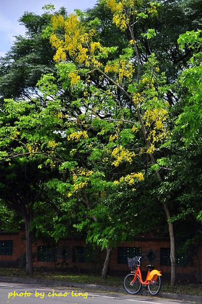 台北大學阿勃勒-23.JPG - 2016夏之豔陽