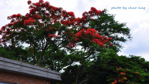 台北大學阿勃勒-45.JPG - 2016夏之豔陽