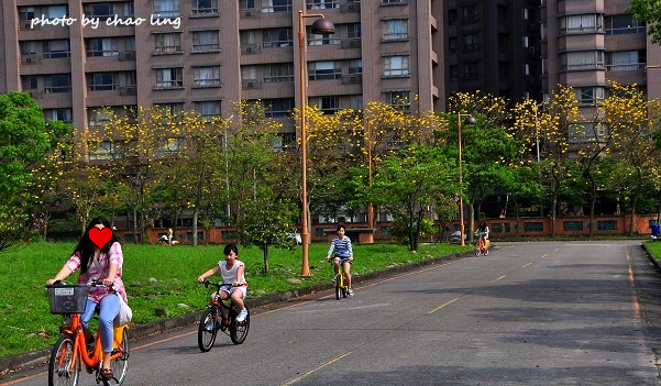 台北大學花季-37.JPG - 2016春暖花開