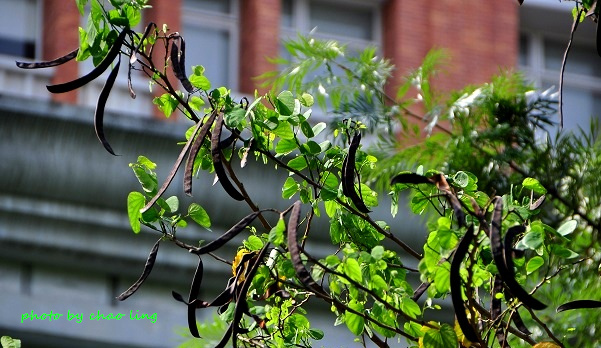 台北大學阿勃勒-17.JPG - 2016夏之豔陽