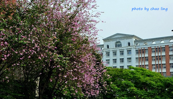 台北大學花季-2.JPG - 2016春暖花開