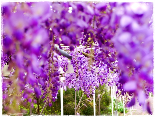 紫藤咖啡園淡水天元宮紫藤秘境