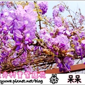 台北花卉村賞紫藤花