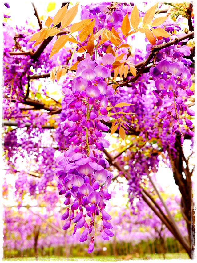 紫藤咖啡園淡水天元宮紫藤秘境