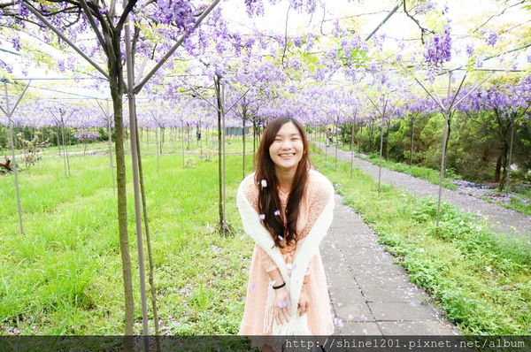 【淡水紫藤咖啡園】天元宮紫藤咖啡園水源園區.2016/4/11浪漫紫色風暴盛開