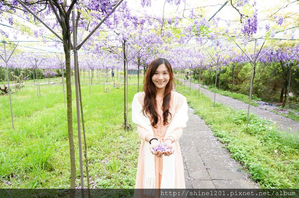 【淡水紫藤咖啡園】天元宮紫藤咖啡園水源園區.2016/4/11浪漫紫色風暴盛開