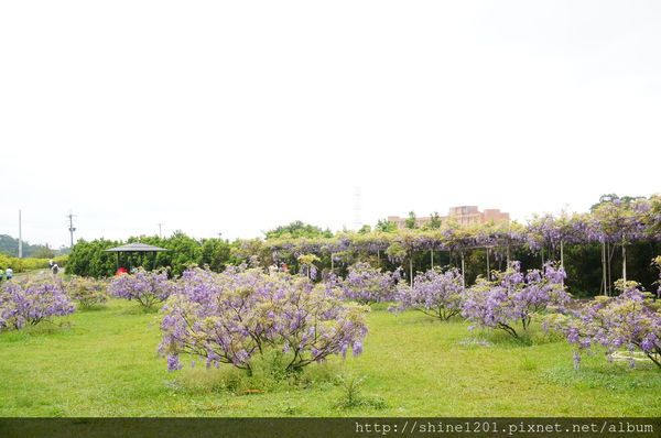 【淡水紫藤咖啡園】天元宮紫藤咖啡園水源園區.2016/4/11浪漫紫色風暴盛開