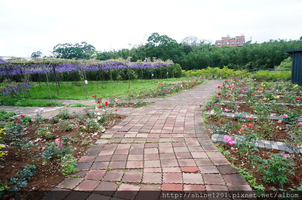 【淡水紫藤咖啡園】天元宮紫藤咖啡園水源園區.2016/4/11浪漫紫色風暴盛開