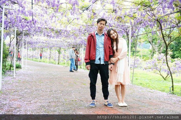 【淡水紫藤咖啡園】天元宮紫藤咖啡園水源園區.2016/4/11浪漫紫色風暴盛開