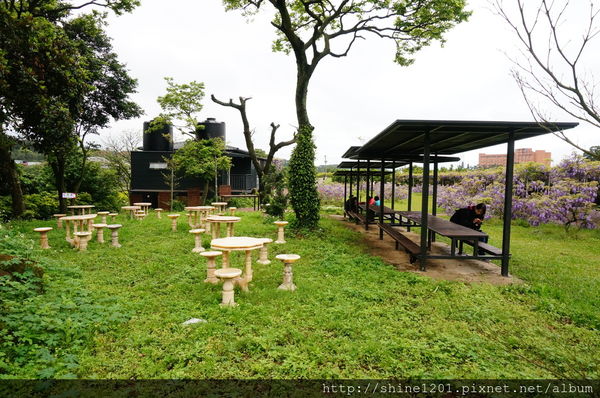 【淡水紫藤咖啡園】天元宮紫藤咖啡園水源園區.2016/4/11浪漫紫色風暴盛開