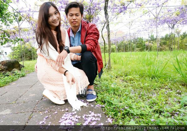 【淡水紫藤咖啡園】天元宮紫藤咖啡園水源園區.2016/4/11浪漫紫色風暴盛開
