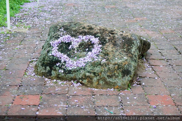 【淡水紫藤咖啡園】天元宮紫藤咖啡園水源園區.2016/4/11浪漫紫色風暴盛開