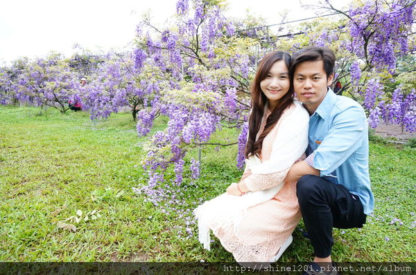 【淡水紫藤咖啡園】天元宮紫藤咖啡園水源園區.2016/4/11浪漫紫色風暴盛開