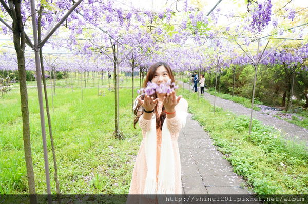 【淡水紫藤咖啡園】天元宮紫藤咖啡園水源園區.2016/4/11浪漫紫色風暴盛開