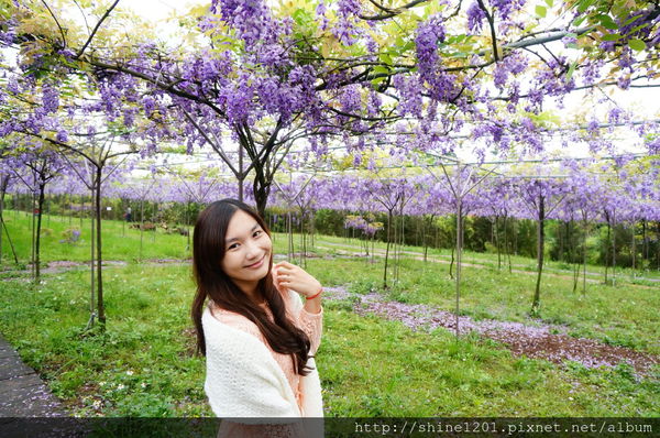 【淡水紫藤咖啡園】天元宮紫藤咖啡園水源園區.2016/4/11浪漫紫色風暴盛開