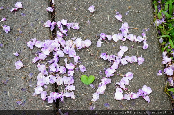 【淡水紫藤咖啡園】天元宮紫藤咖啡園水源園區.2016/4/11浪漫紫色風暴盛開