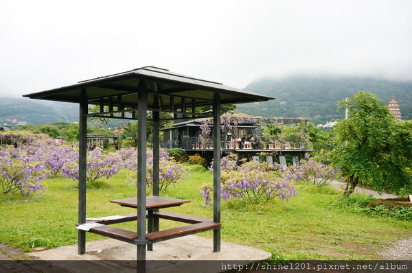 【淡水紫藤咖啡園】天元宮紫藤咖啡園水源園區.2016/4/11浪漫紫色風暴盛開