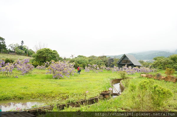 【淡水紫藤咖啡園】天元宮紫藤咖啡園水源園區.2016/4/11浪漫紫色風暴盛開