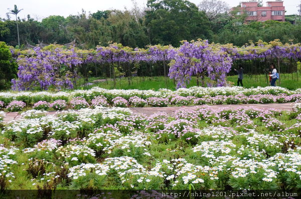 【淡水紫藤咖啡園】天元宮紫藤咖啡園水源園區.2016/4/11浪漫紫色風暴盛開
