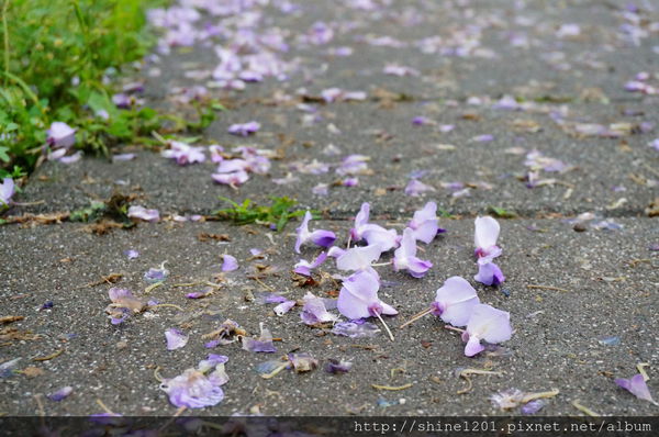 【淡水紫藤咖啡園】天元宮紫藤咖啡園水源園區.2016/4/11浪漫紫色風暴盛開