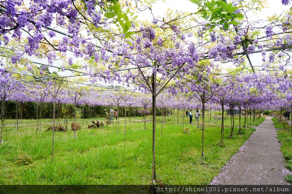 【淡水紫藤咖啡園】天元宮紫藤咖啡園水源園區.2016/4/11浪漫紫色風暴盛開