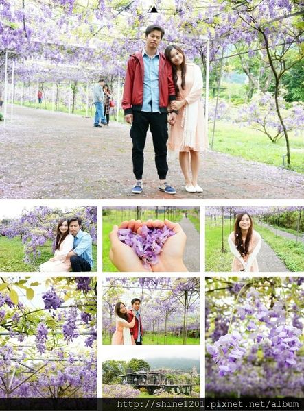 【淡水紫藤咖啡園】天元宮紫藤咖啡園水源園區.2016/4/11浪漫紫色風暴盛開