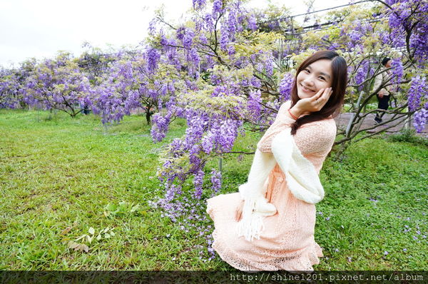 【淡水紫藤咖啡園】天元宮紫藤咖啡園水源園區.2016/4/11浪漫紫色風暴盛開