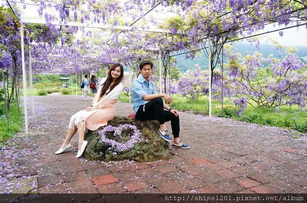 【淡水紫藤咖啡園】天元宮紫藤咖啡園水源園區.2016/4/11浪漫紫色風暴盛開